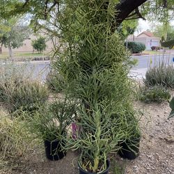 Extra Large Fire Stick Succulents