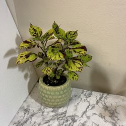 Coleus Plant 