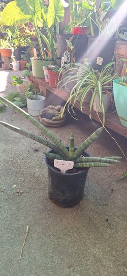 Sansevieria,snake Plant, Sanseviera, Lengua de Suegra.