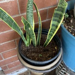 Snake Plant 