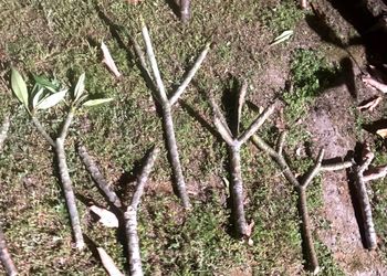Plumeria Cuttings