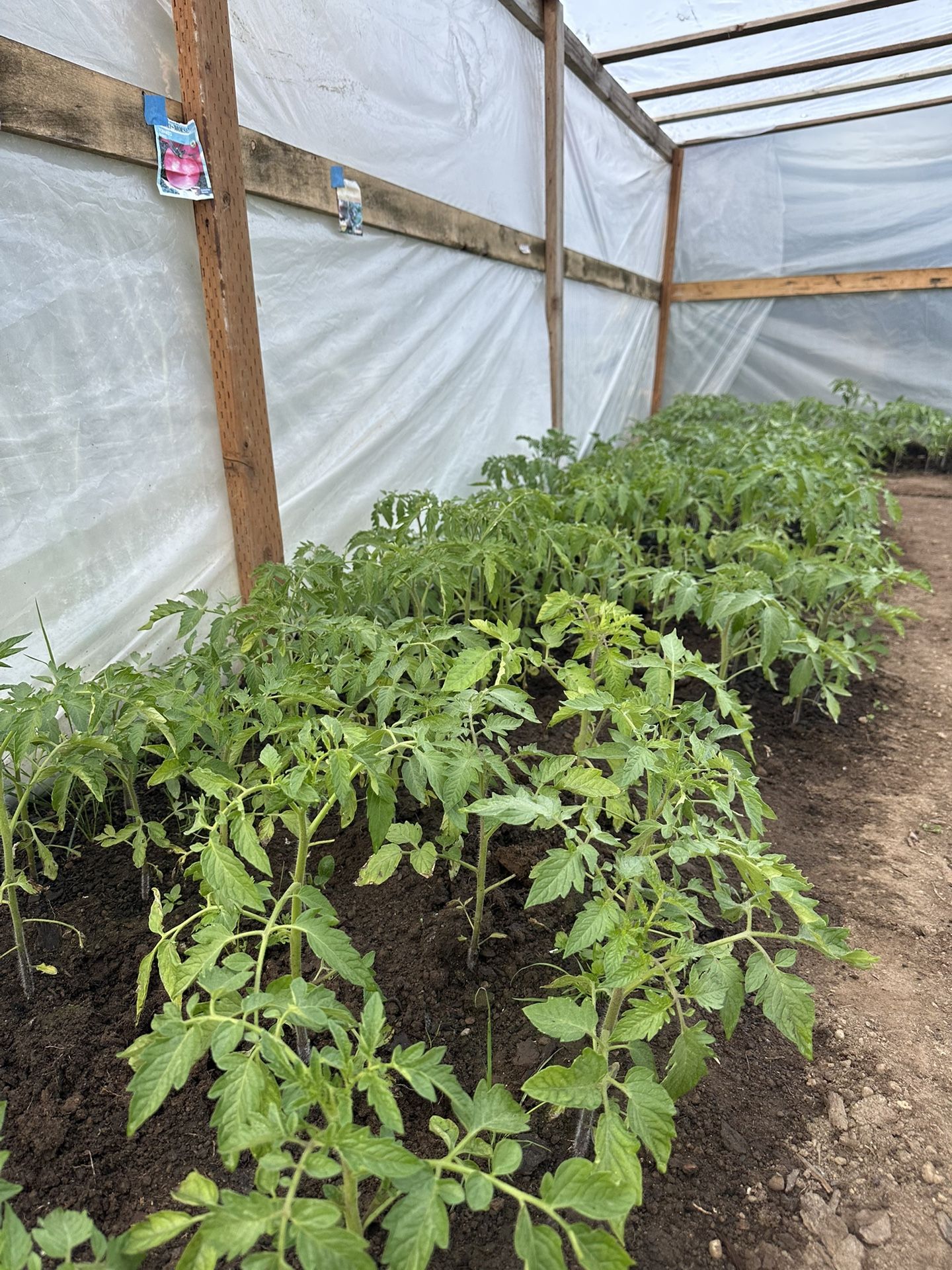 Tomato Plants .