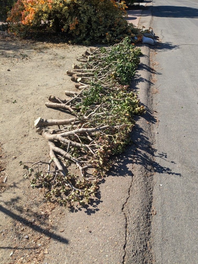 Free Succulents (Jade) - Location In Description