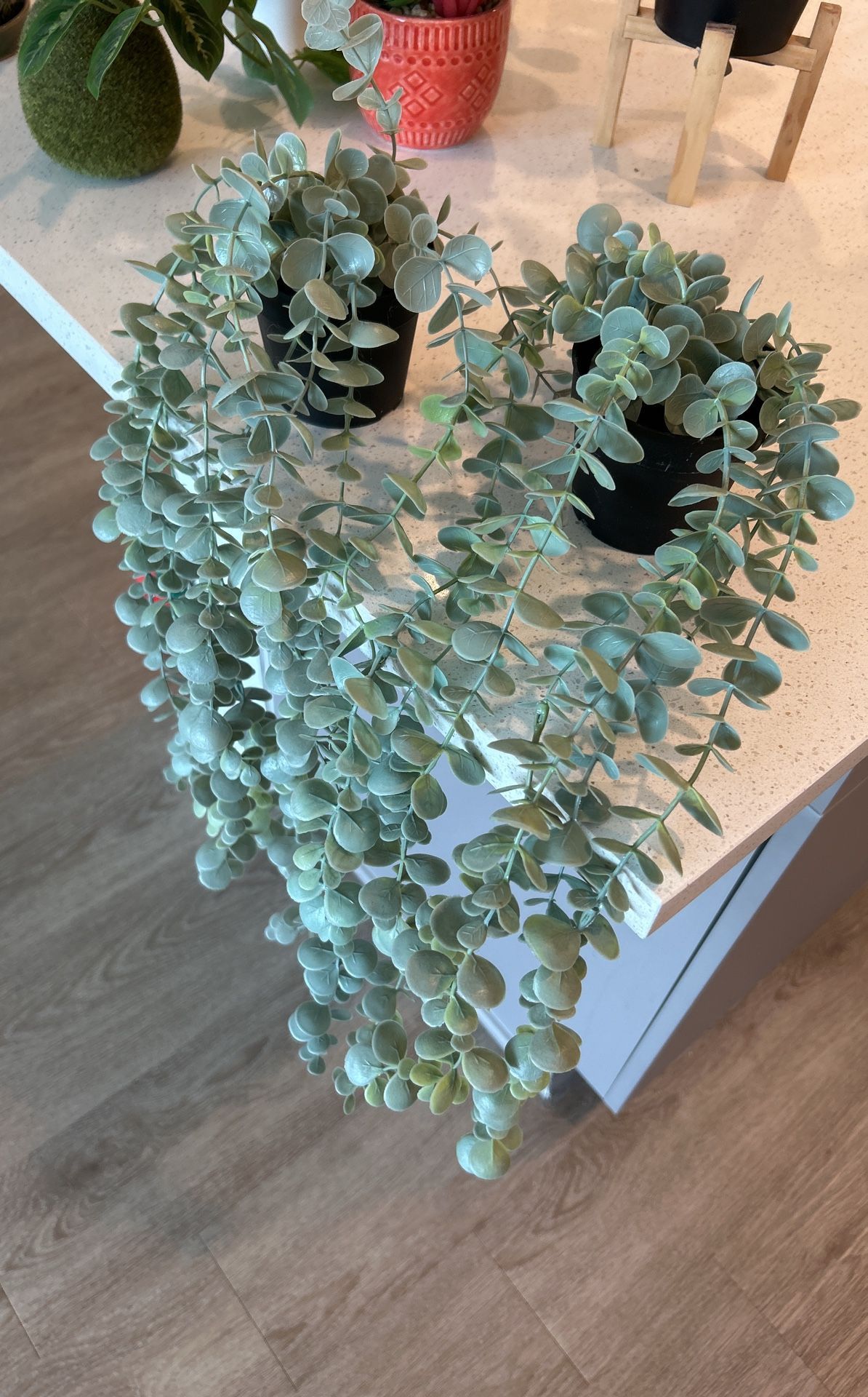 Two Eucalyptus IKEA plant