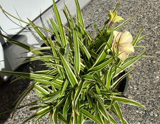 Variegated Spider Plant
