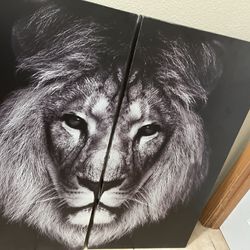Lion Picture 