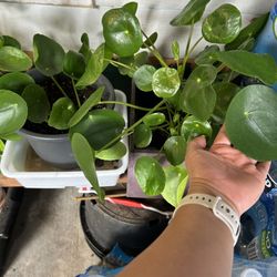 Pilea Chinese Money Plant 🪴 