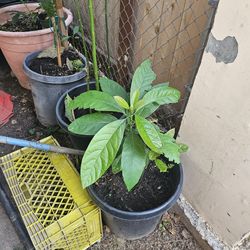 5 gallon Avocado Tree's