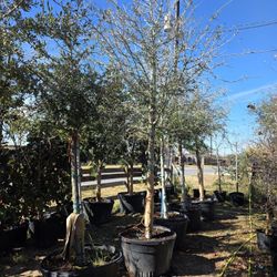 Empire Live Oak Tree 45gallones 13ft Tall 