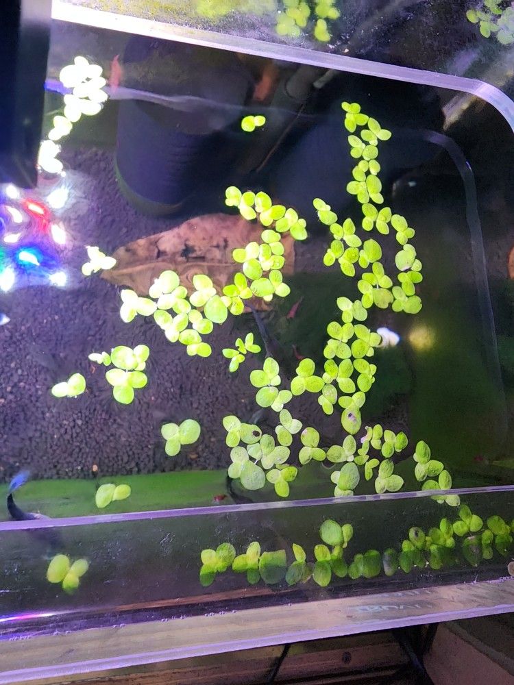 Fish Tank Plants