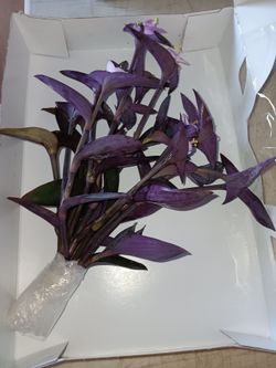 5 Purple Wandering Dude Cuttings- Shipping available