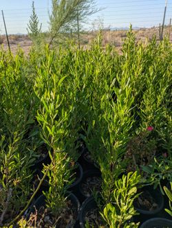 5 Gal Green Hopseed Male 
