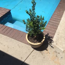 $10 ceramic pot (boxwood plant included)