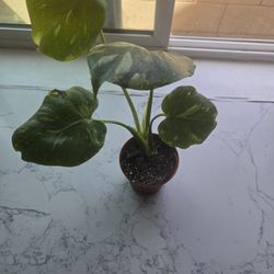 Plant 