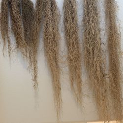 Dried Spanish Moss