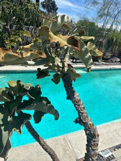 6ft Tall Kalanchoe aka Elephant’s Ear
