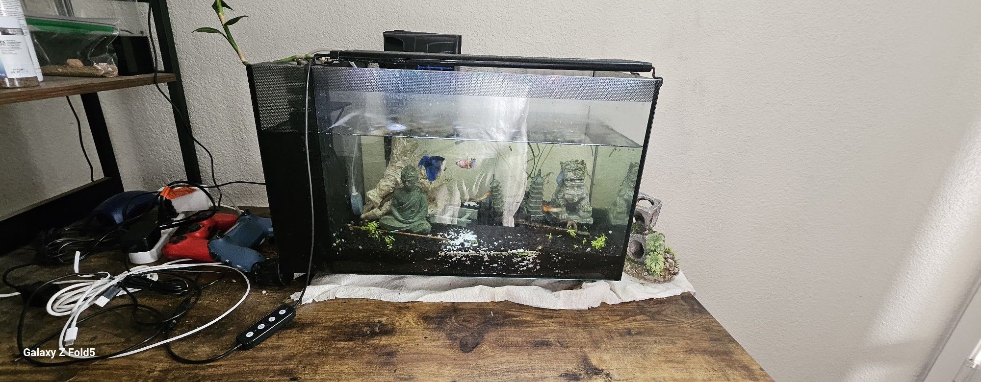 Fishes