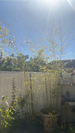 Bamboo