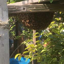 Wasp Or Bee Hive Removal $70 - $150
