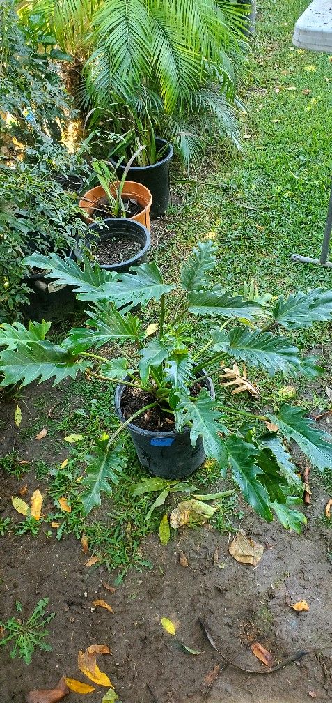 #39 XANADU   5gal  plant