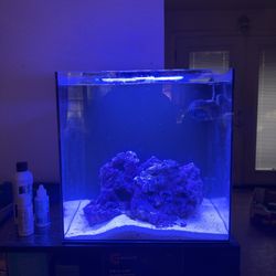 Hello Reef Clownfish Bundle