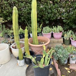 Cactus And Succulents 