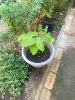 Plantas De  Venta