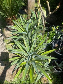 Smooth Agave