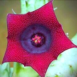 Potted Huernia Schneideriana Aka Red Dragon Huernia 
