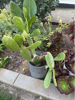 Nopales