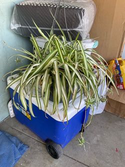 Planta 🪴 mala madre