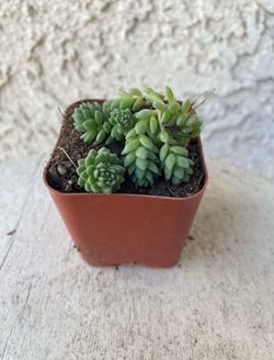 2 Inch Pot Succulent Plant - Sedum Dasyphyllum Major Corsican Stonecrop - Rooted & Established - Drought Resistant 🪴 Perfect Baby Bridal Shower Favor