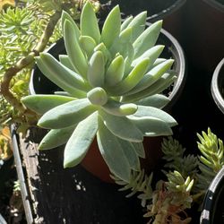 Succulents Plants 4”pot