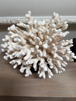 Natural Authentic Coral