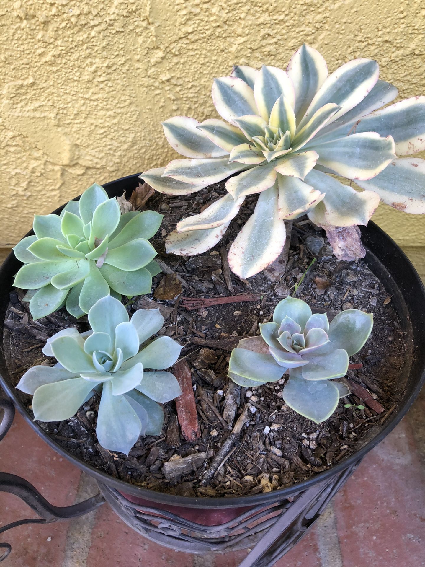 Succulent variety pot