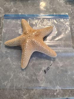 Star Fish 8" Brown