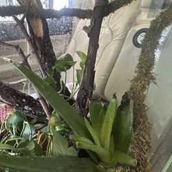 20-30 gallon enclosure