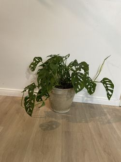 Swiss Cheese Monstera (Includes Pot)