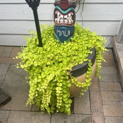 Plants For Yard 