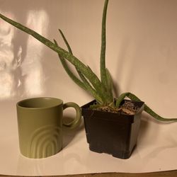 Medicinal Aloe