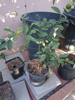 2ft MEX. KEYLIME