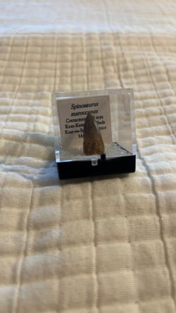 Spinosaurus tooth