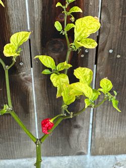 Fruiting Insanely Hot Carolina Reaper Spicy 🌶️ Peppers Chili Pepper Veggie Vegetable Garden