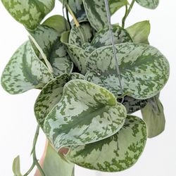 Scindapsus Pictus Exotica Silver Splash Pothos Plant 6" Pot - Indoor House Plants