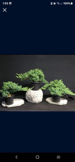 Juniper Pre Bonsai