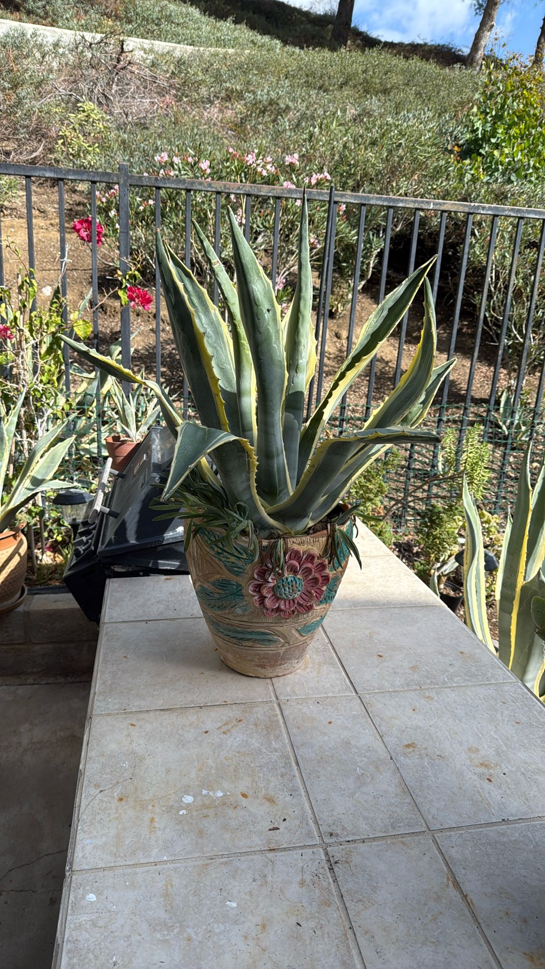American Agave