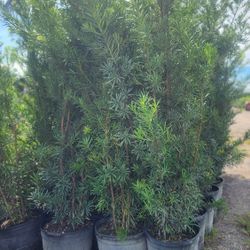 Spectacular Podocarpus Plants For Inmediate Privacy!!! Fertilized!!! 6 Feet Tall Measurements Over The Pot! Best Quality And Price!