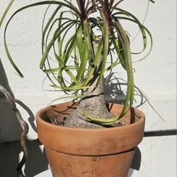 Planted Pot of PONYTAIL PALM