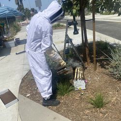 Bee Hive Removal 