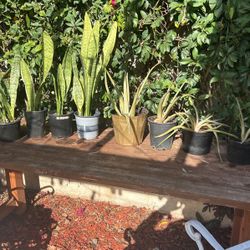 Plants